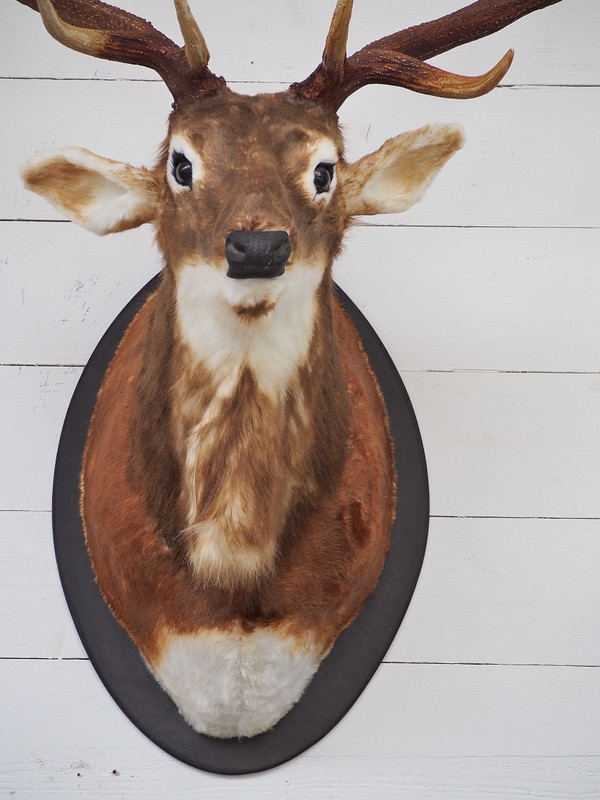 Tête de cerf en feutre avec cintre en bois, 58cm, 2ass marron et blanc -  HIT Trading
